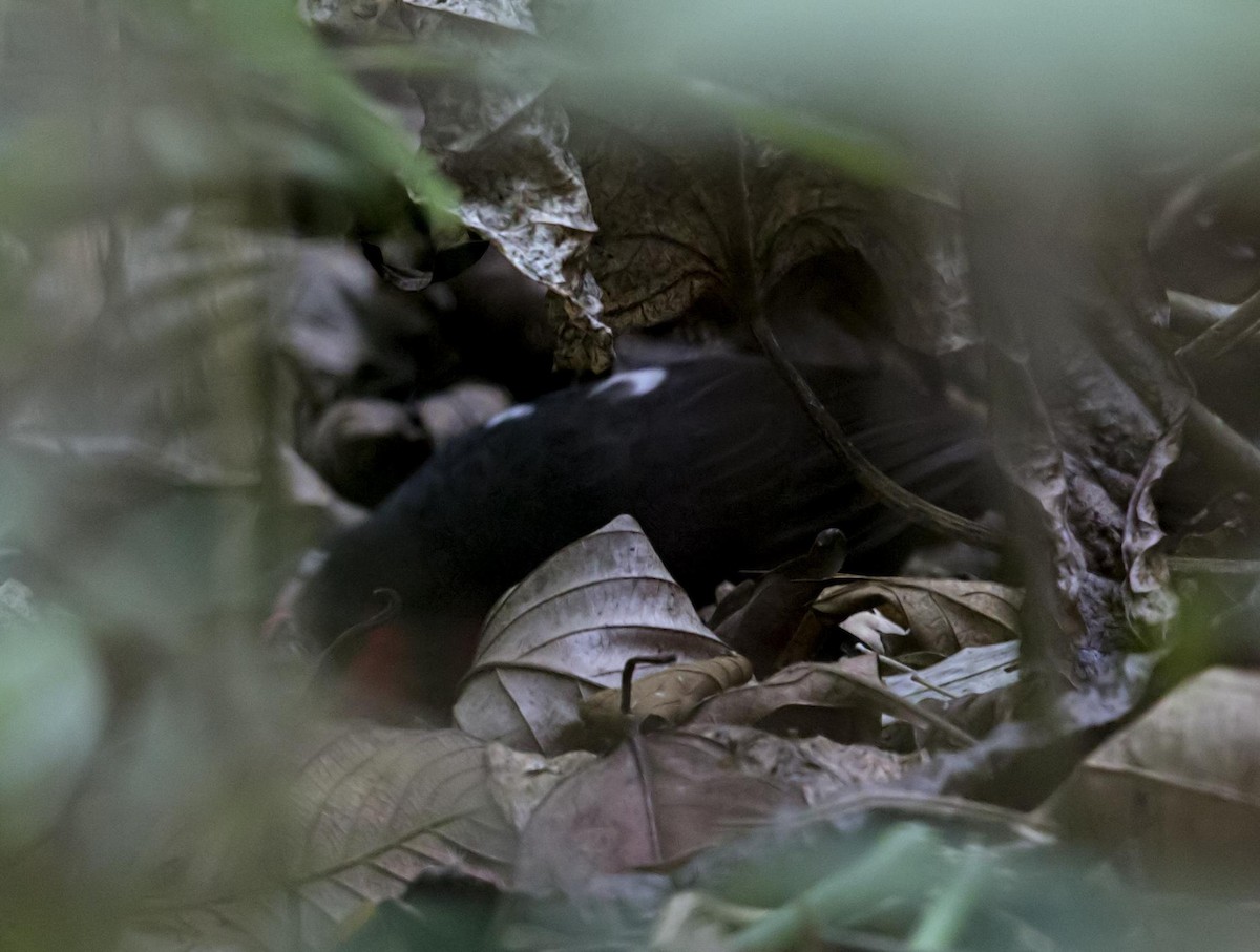 Rosy Thrush-Tanager - ML643950485