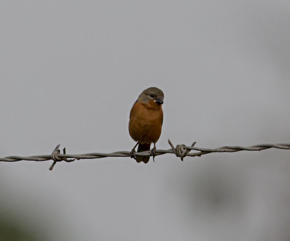 Ruddy-breasted Seedeater - ML643950491