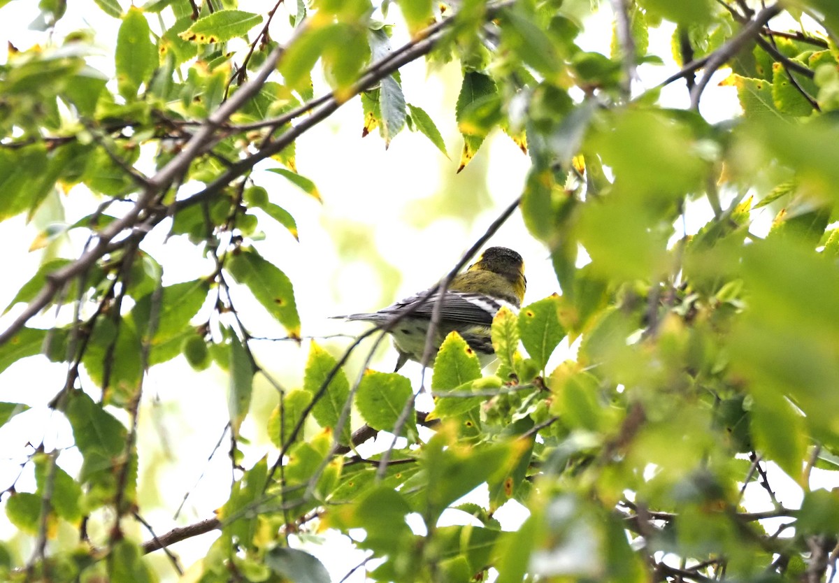 Townsend's Warbler - ML643950500