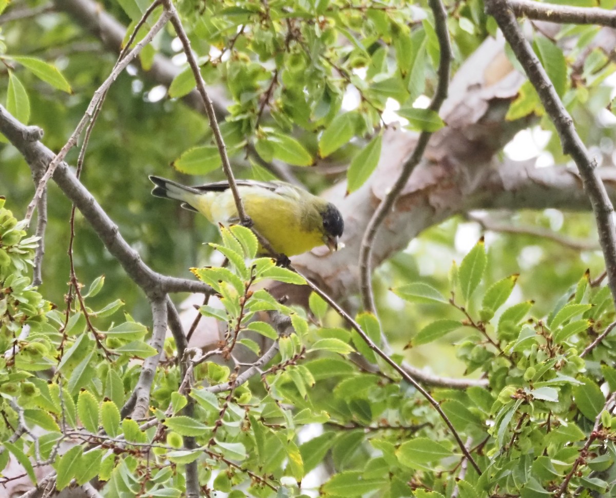 Lesser Goldfinch - ML643950505
