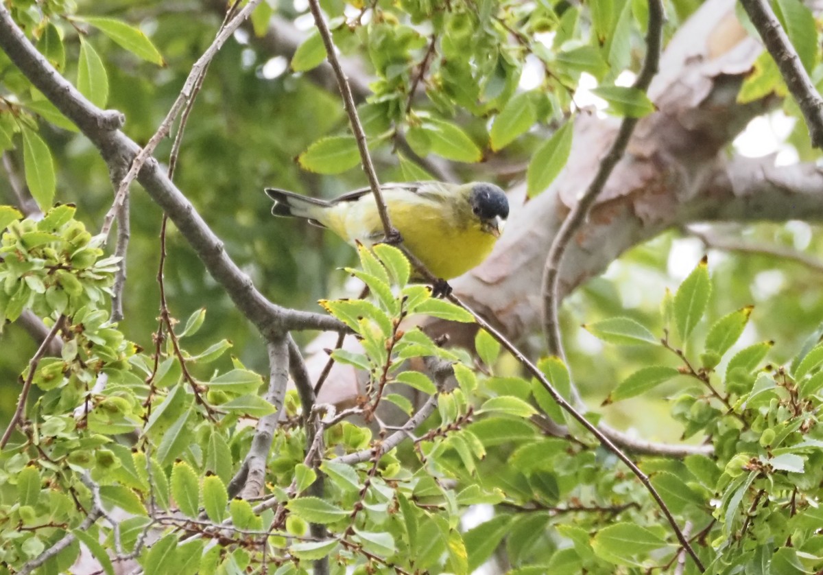 Lesser Goldfinch - ML643950506