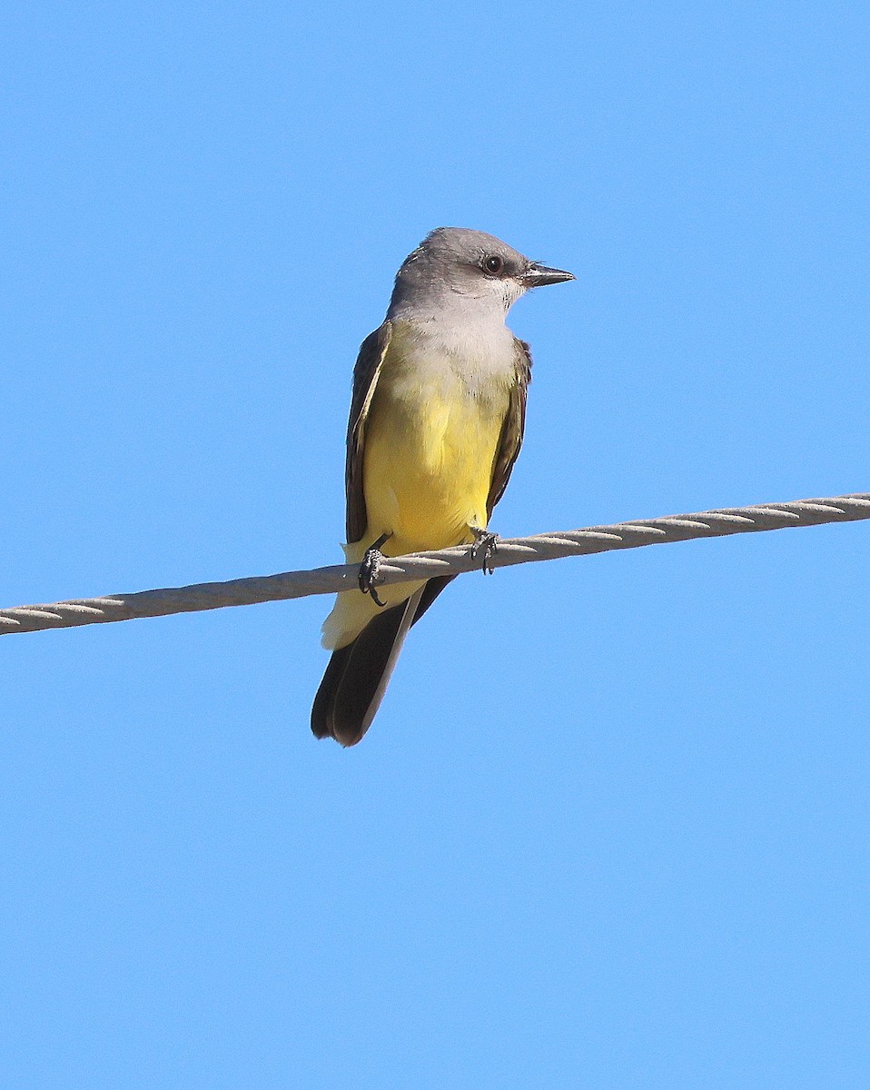 Western Kingbird - ML643950510