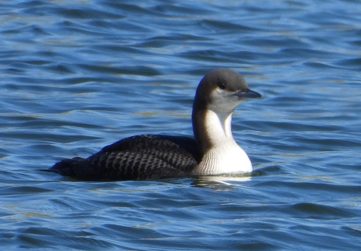 Pacific Loon - ML643950518