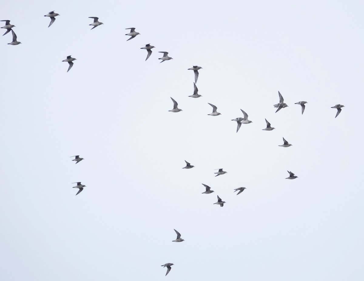 kulík hnědokřídlý - ML643950528