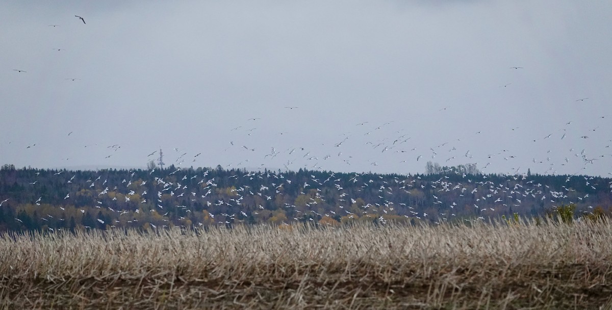 Larus sp. - ML643950532