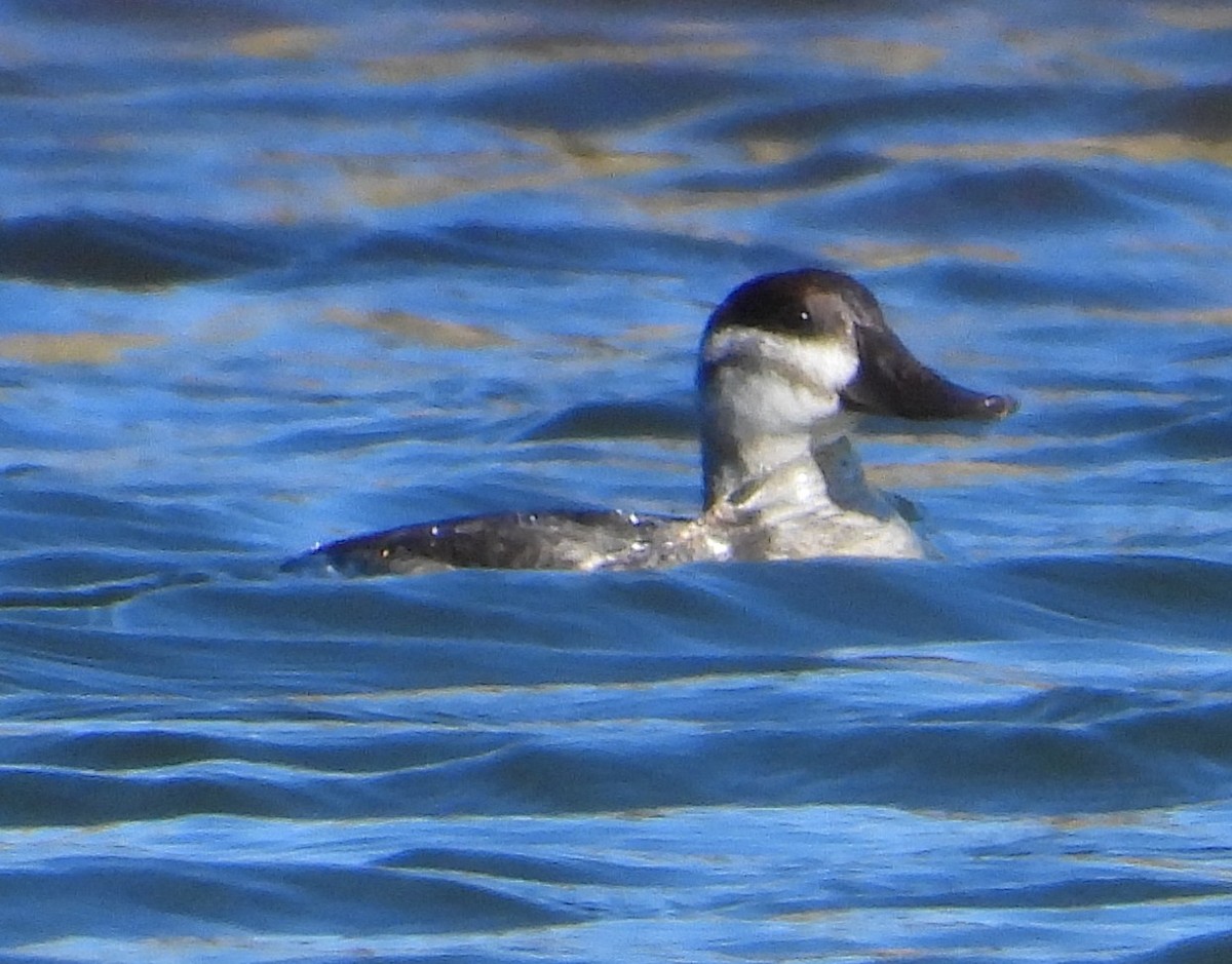Ruddy Duck - ML643950538