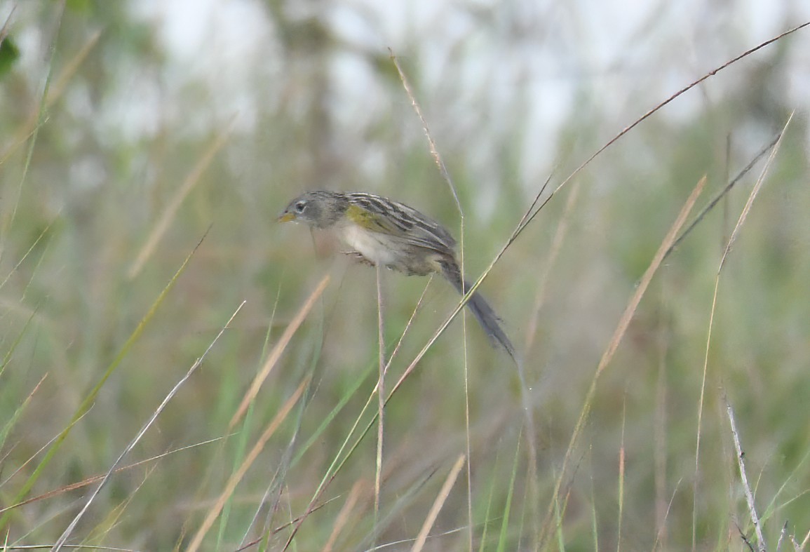 Wedge-tailed Grass-Finch - ML643950558