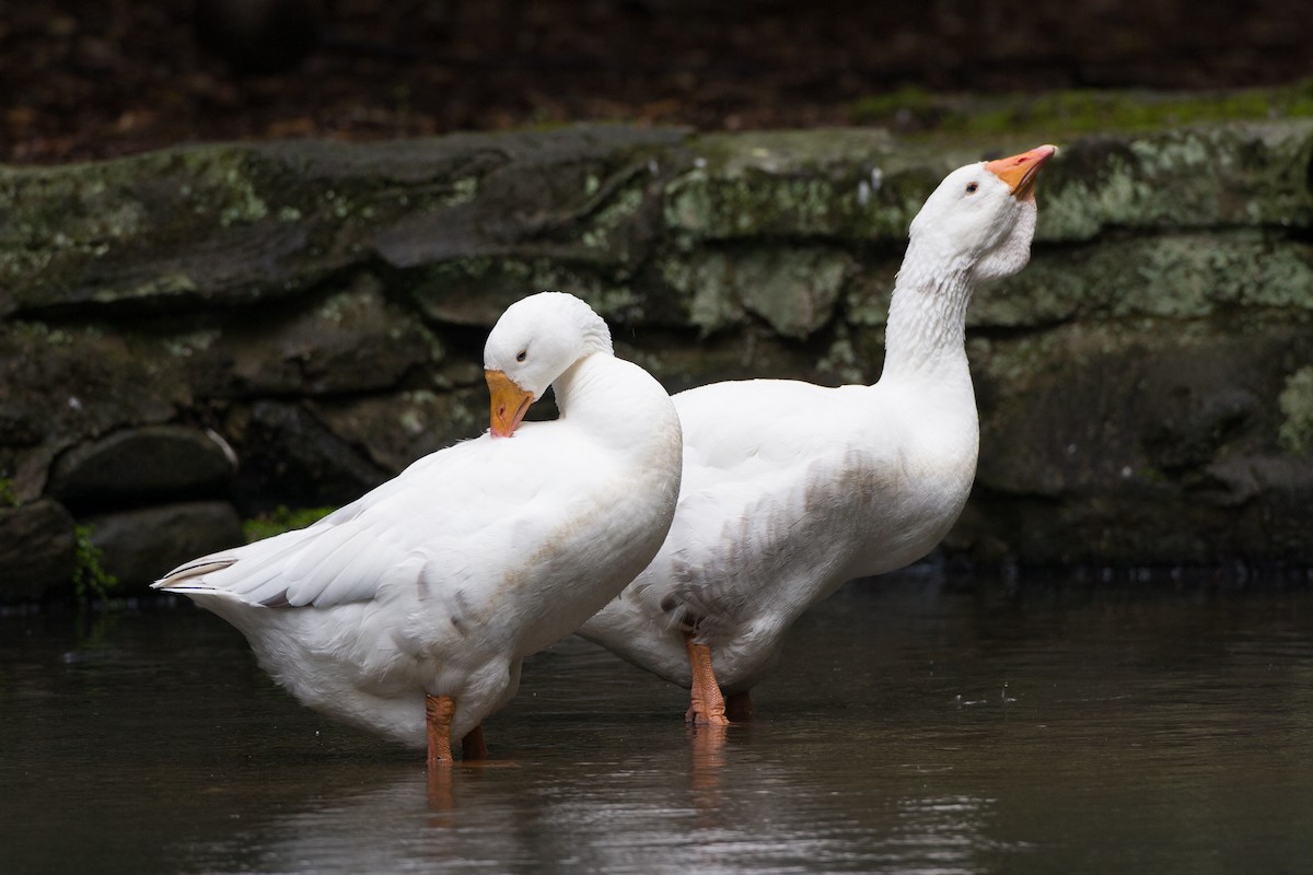 tamgås (domestisert Anser sp.) - ML643950593