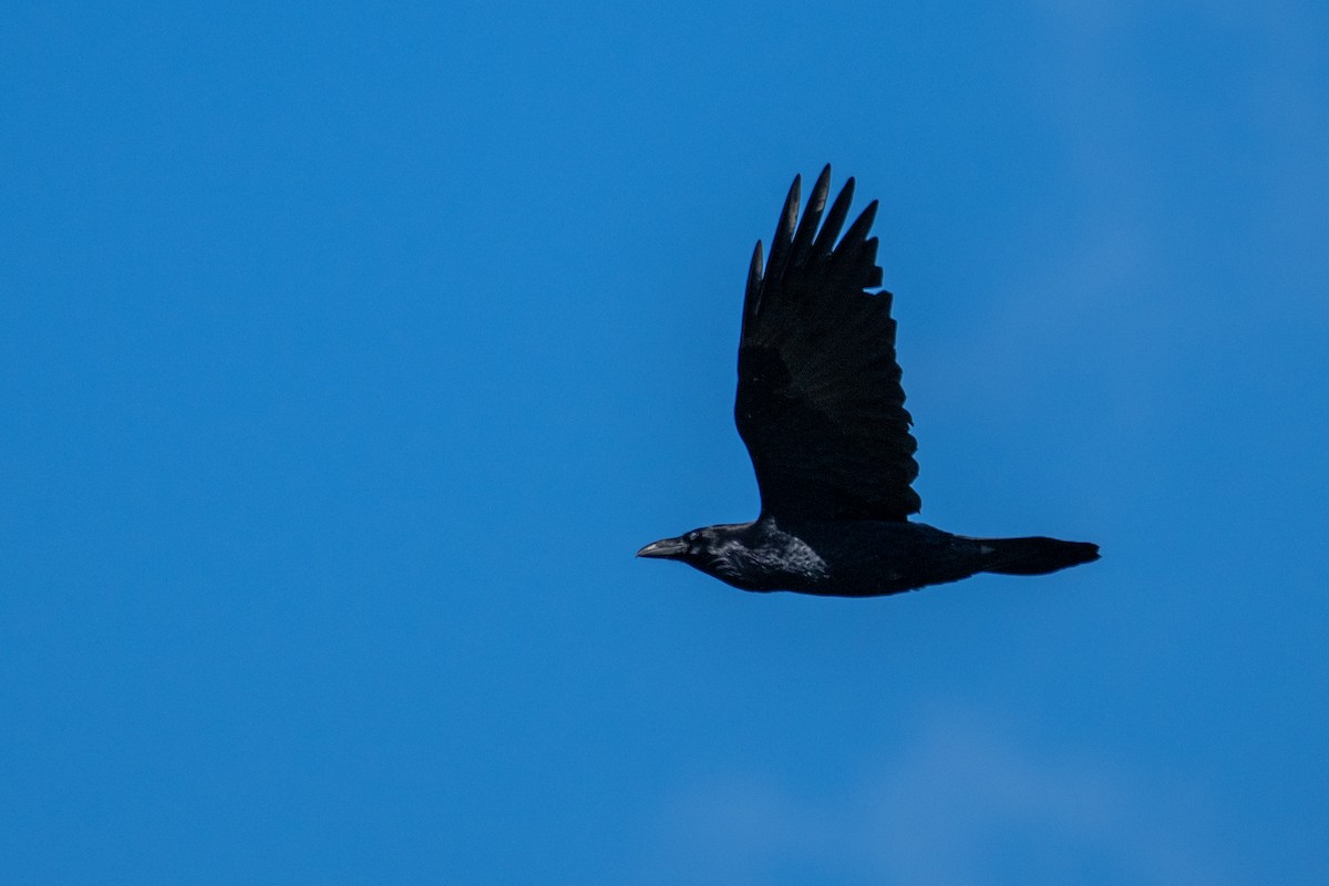 krkavec velký - ML643950600