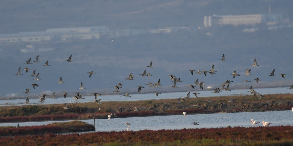 Eurasian Curlew - ML643950623