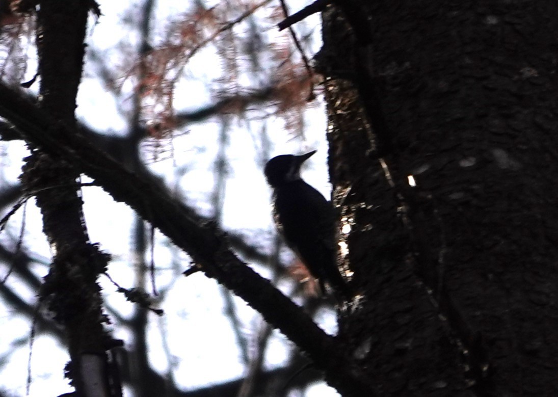 Black-backed Woodpecker - ML643950624