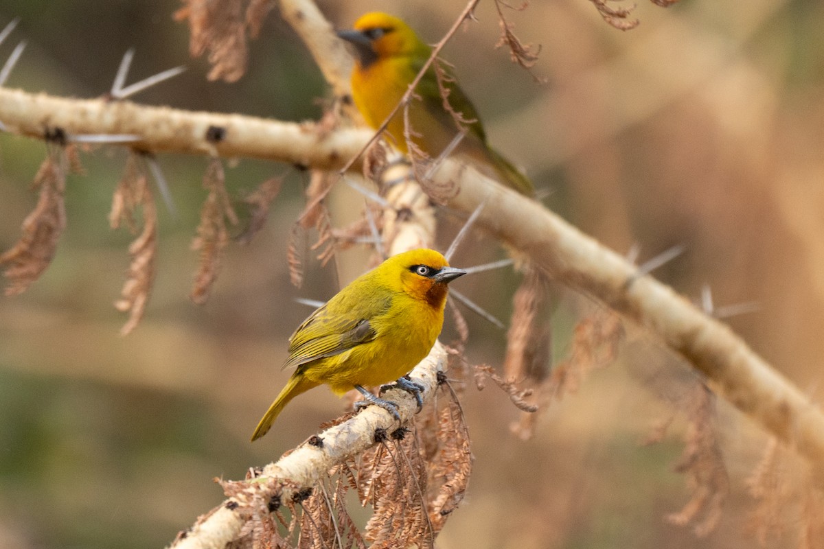 Spectacled Weaver - ML643950645