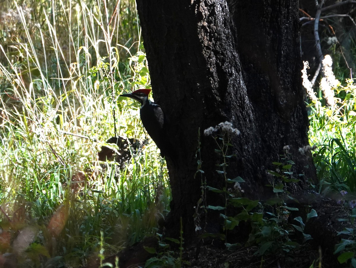 Pileated Woodpecker - ML643950663