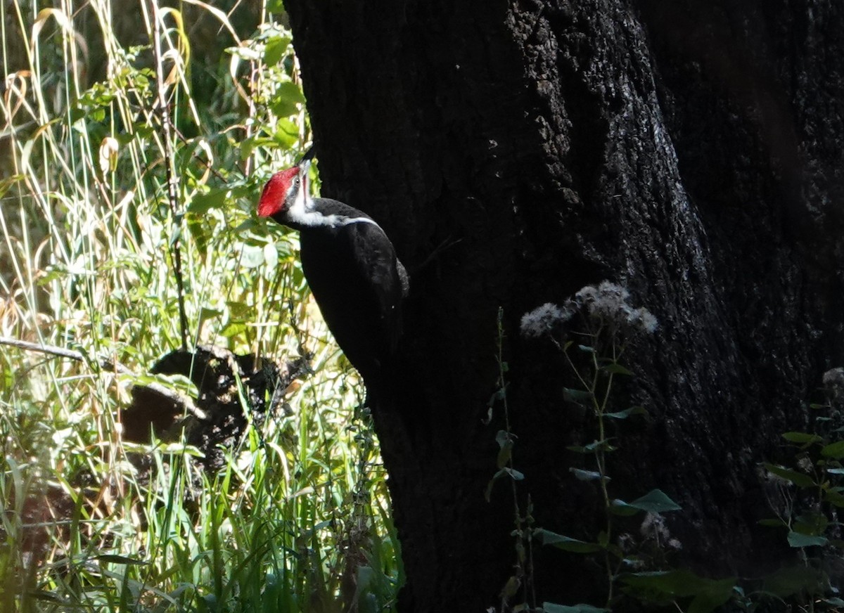 Pileated Woodpecker - ML643950667