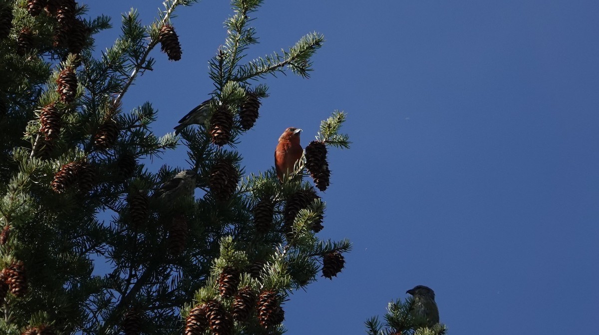 Red Crossbill - ML643950689
