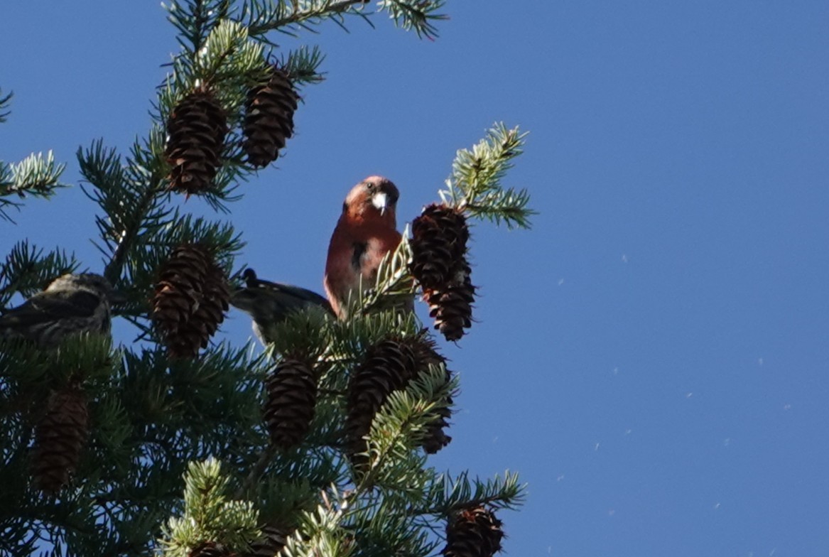 Red Crossbill - ML643950694