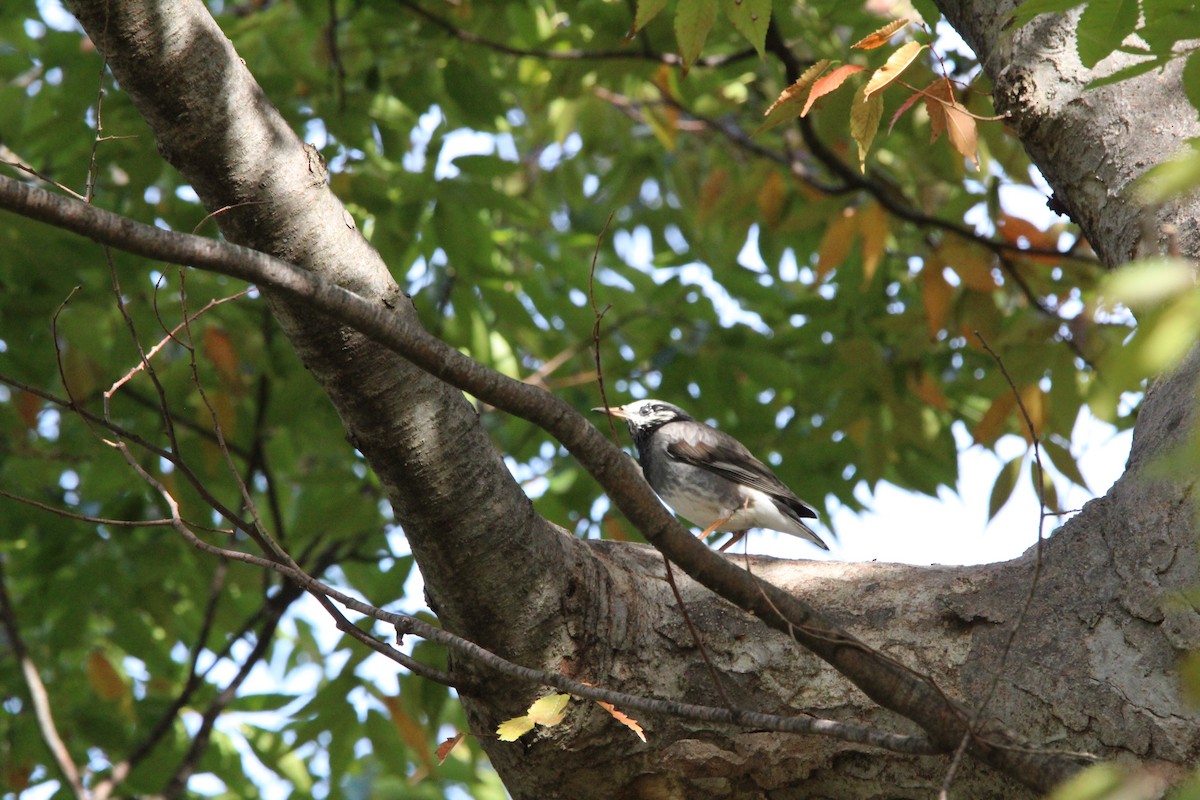 Weißwangenstar - ML643950698