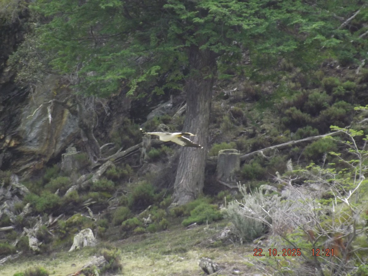 hvitbrystkarakara - ML643950700