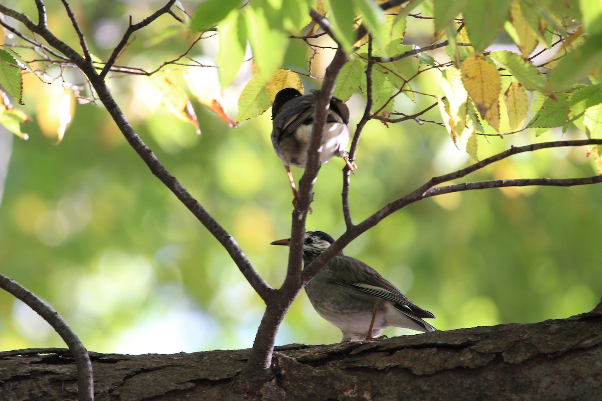 Weißwangenstar - ML643950719