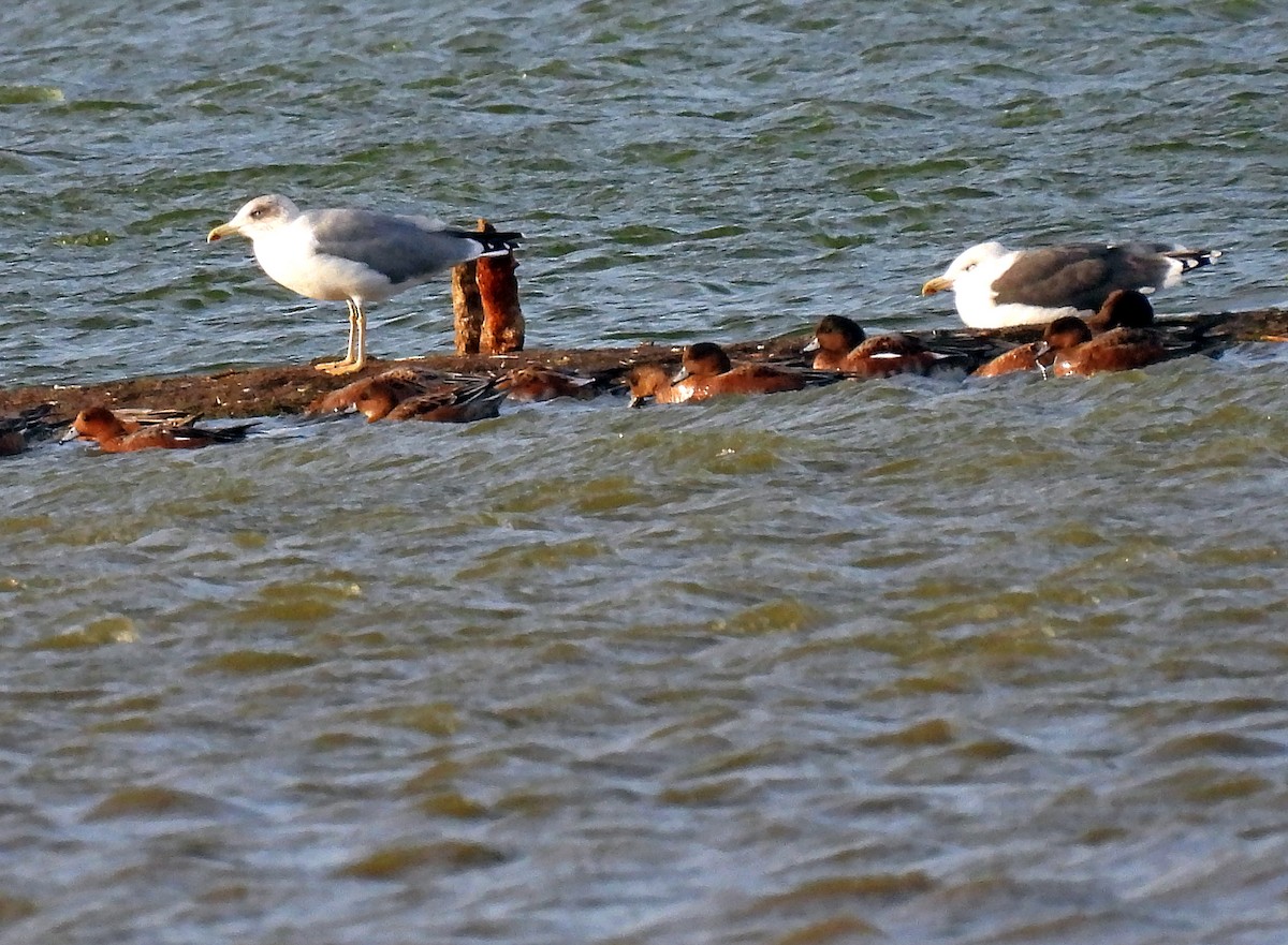 Yellow-legged Gull - ML643950721