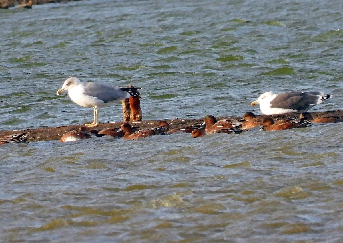 Yellow-legged Gull - ML643950722