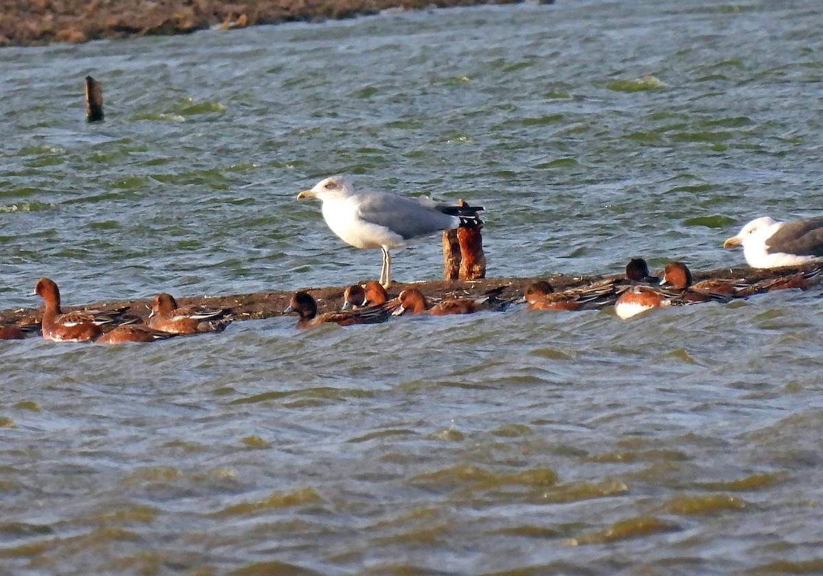 Yellow-legged Gull - ML643950723