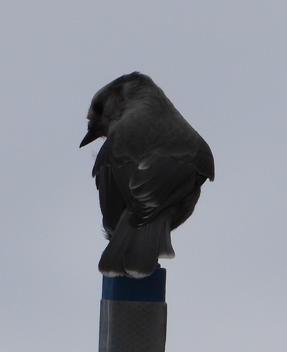 Canada Jay - ML643950729