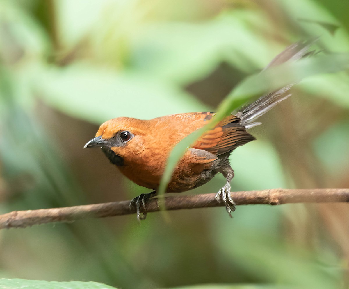 Ruddy Spinetail - ML643950742