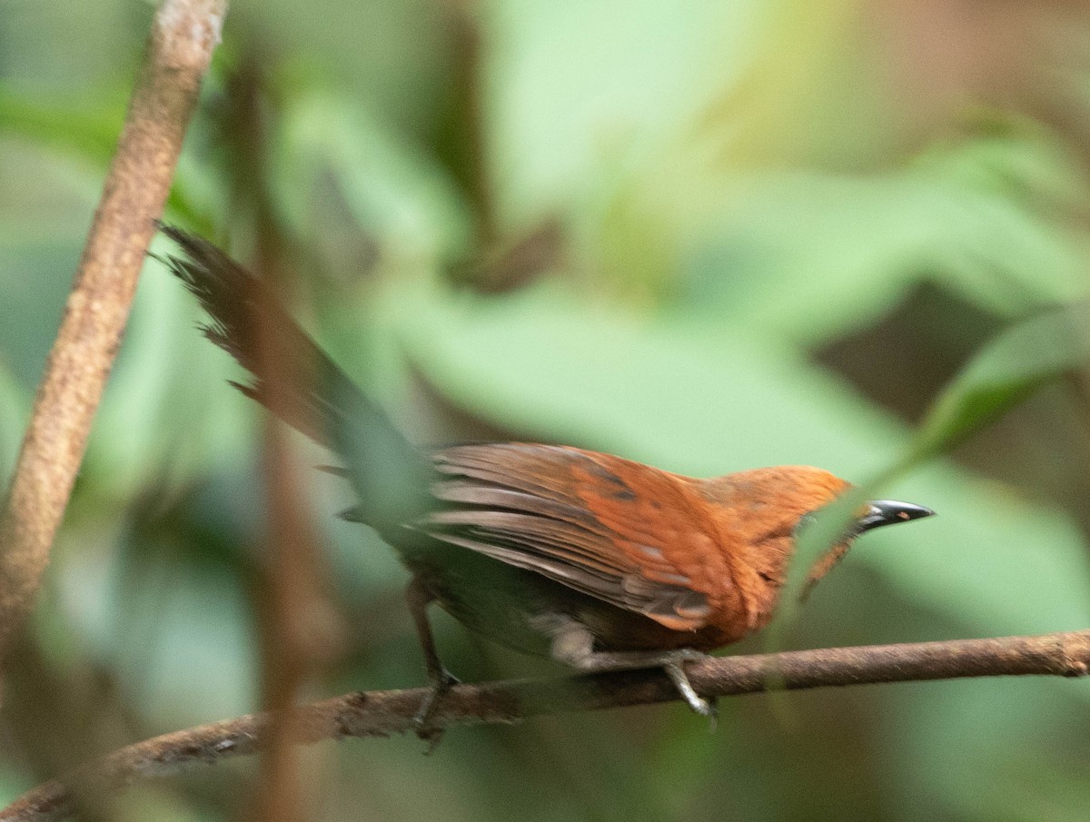 Ruddy Spinetail - ML643950743