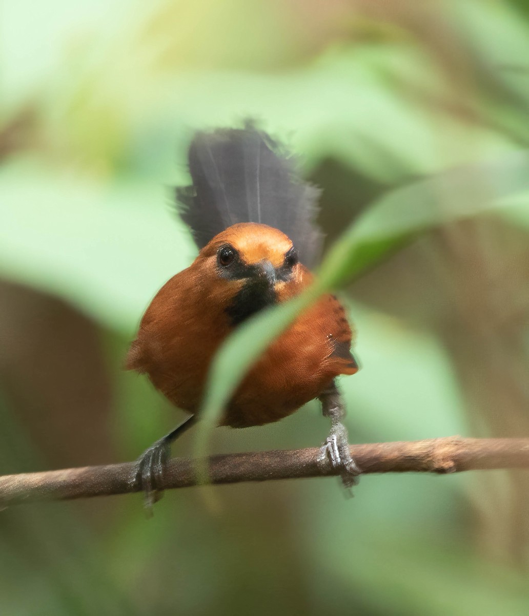 Ruddy Spinetail - ML643950744