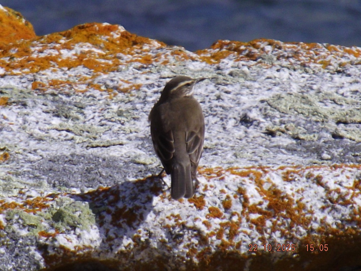 Buff-winged Cinclodes - ML643950768
