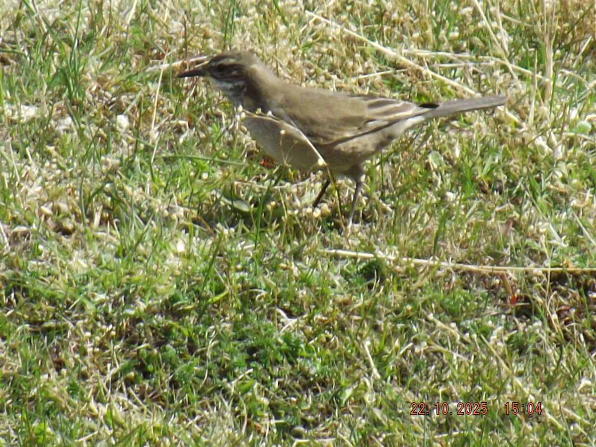 Buff-winged Cinclodes - ML643950769