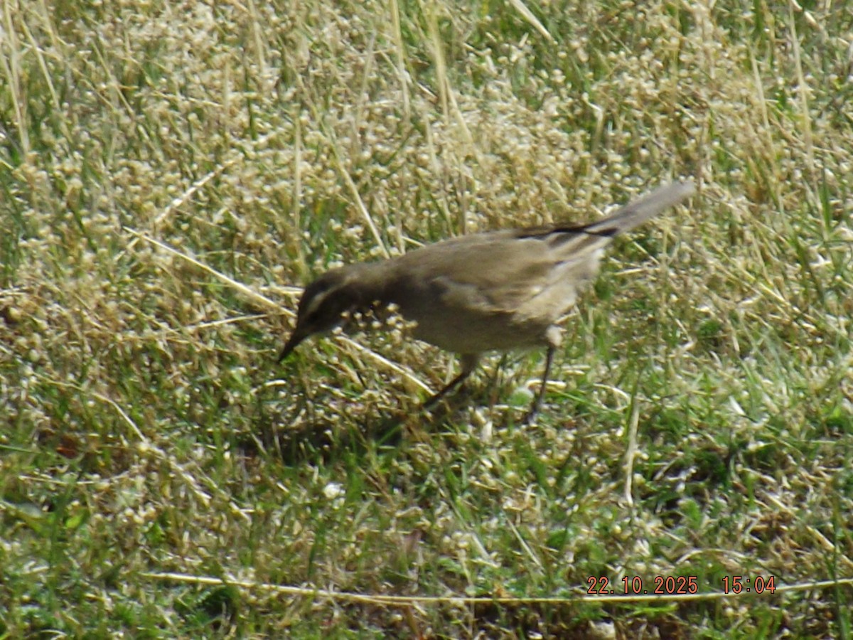 Buff-winged Cinclodes - ML643950770