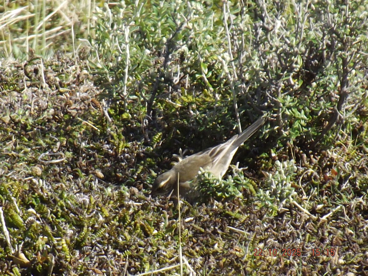 Buff-winged Cinclodes - ML643950771