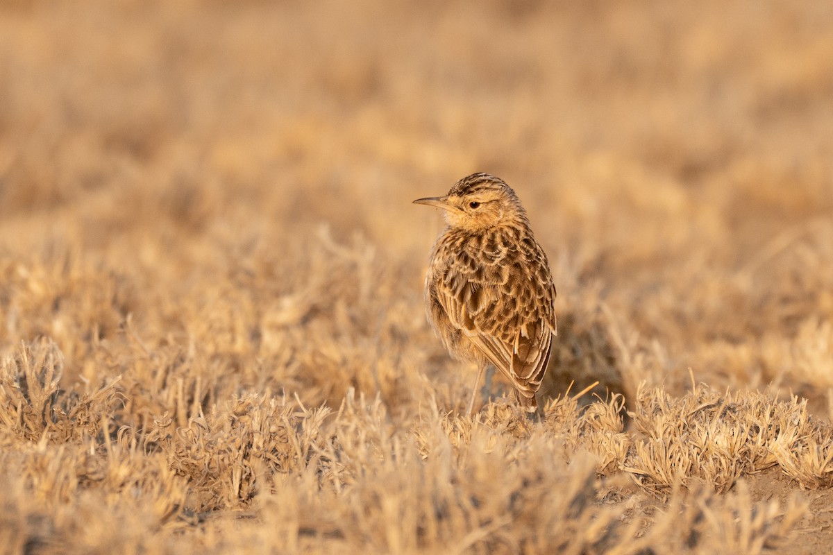 Beesley's Lark - ML643950775