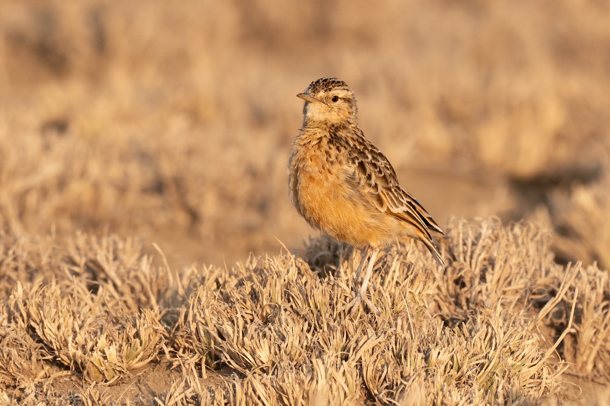 Beesley's Lark - ML643950776