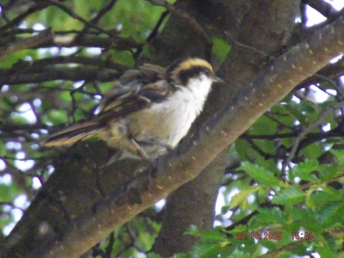 Thorn-tailed Rayadito - ML643950785