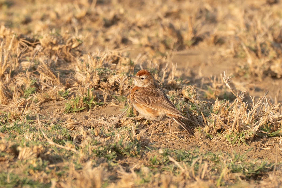 アフリカヒメコウテンシ - ML643950791