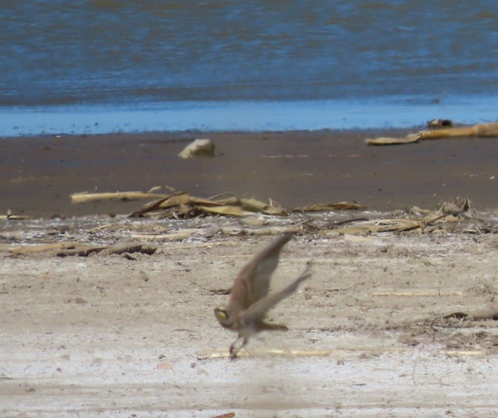 Horned Lark - ML643950805