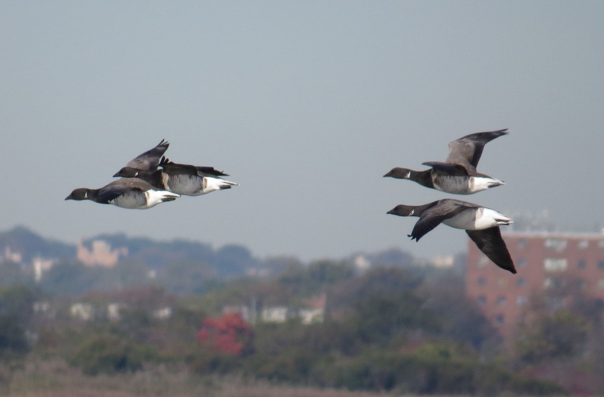 Хар толгойт галуу - ML643950882
