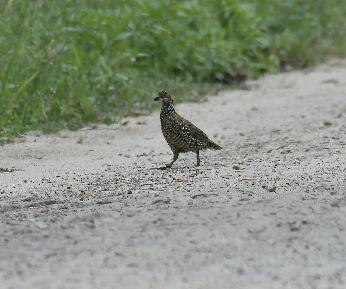 Crested Bobwhite - ML643950885