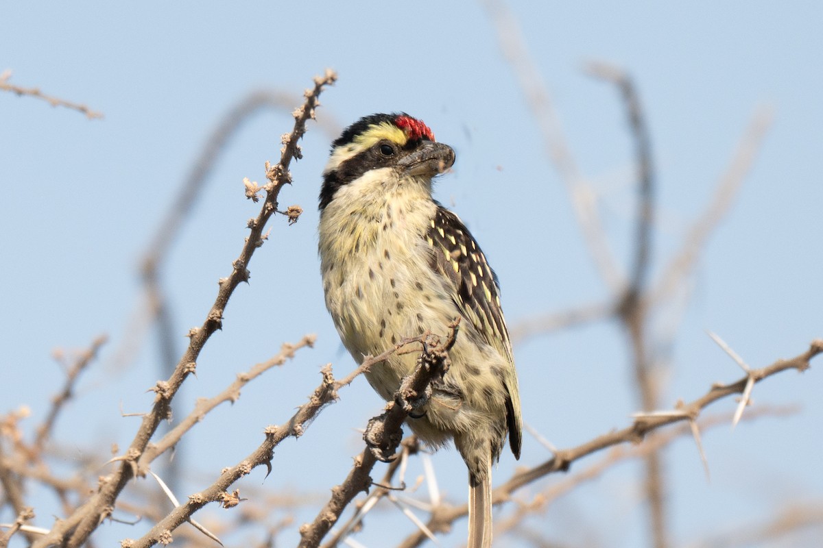 Barbudo Diademado - ML643950886