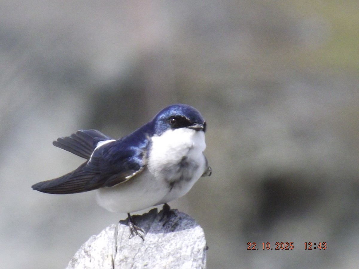 Chilean Swallow - ML643950887