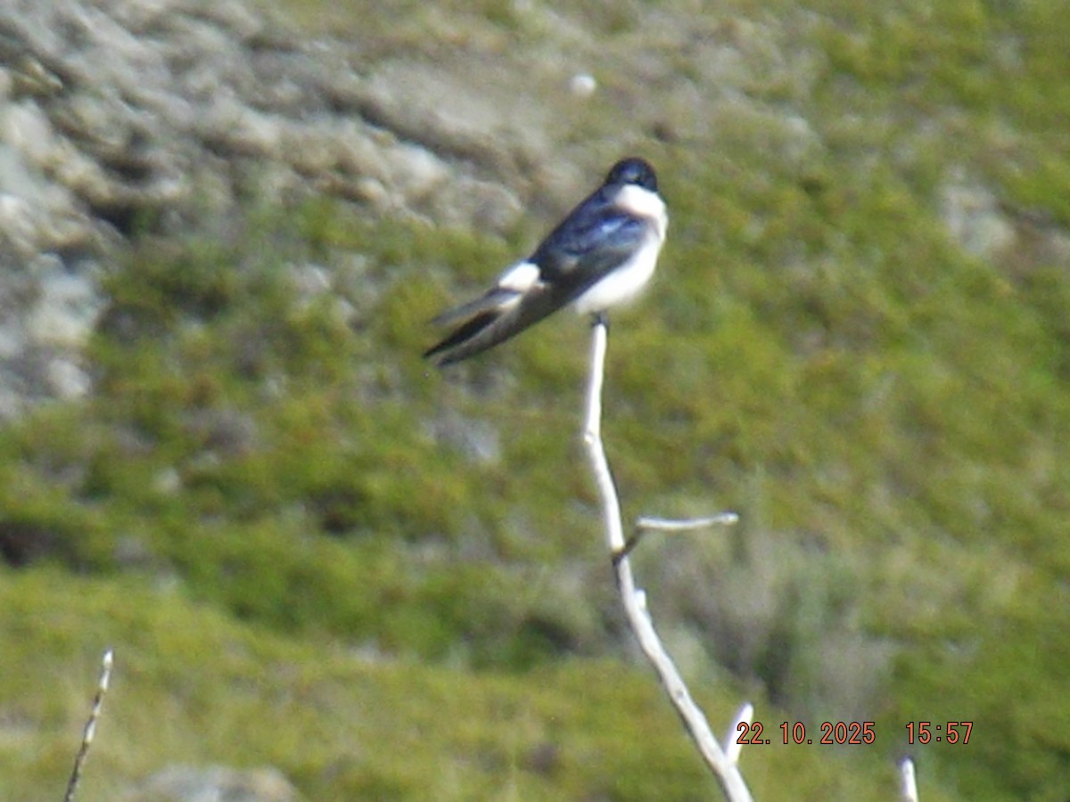 Chilean Swallow - ML643950888