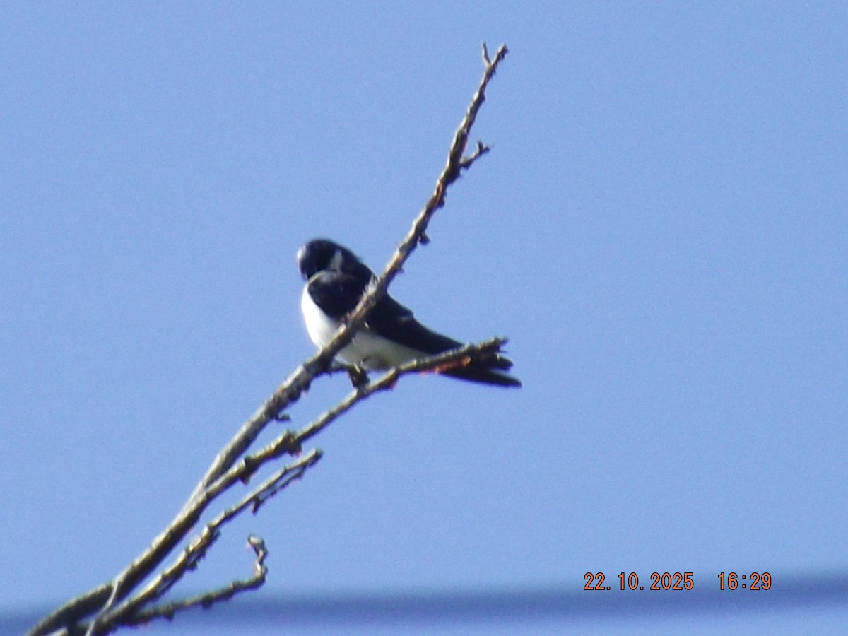 Chilean Swallow - ML643950889