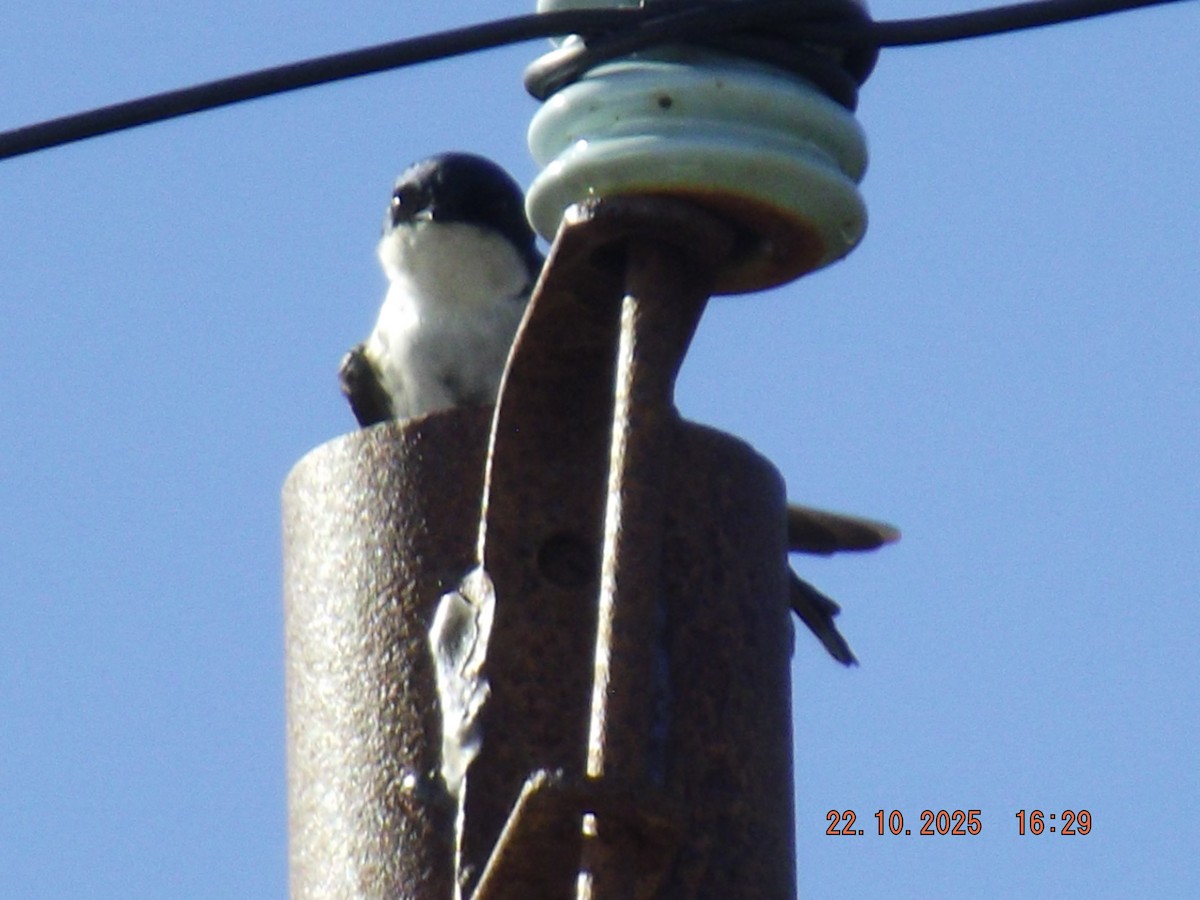 Chilean Swallow - ML643950890