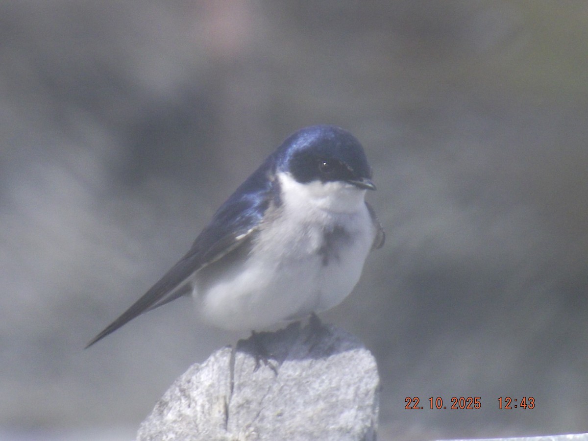 Chilean Swallow - ML643950891