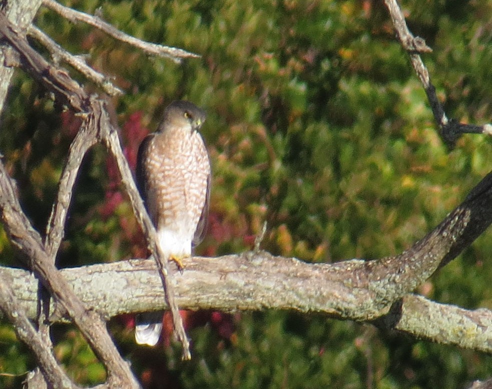 Cooper's Hawk - ML643950914