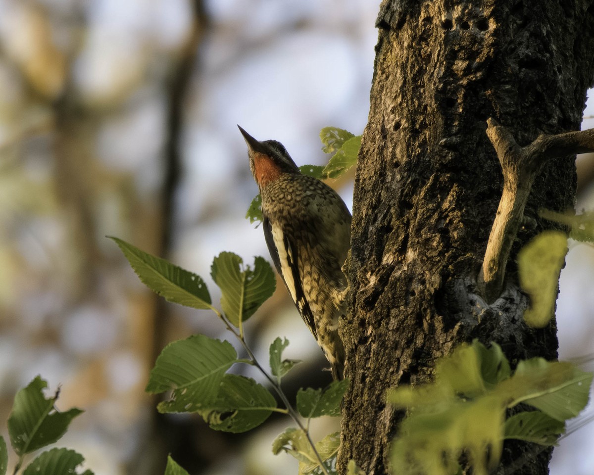 Yellow-bellied Sapsucker - ML643950928