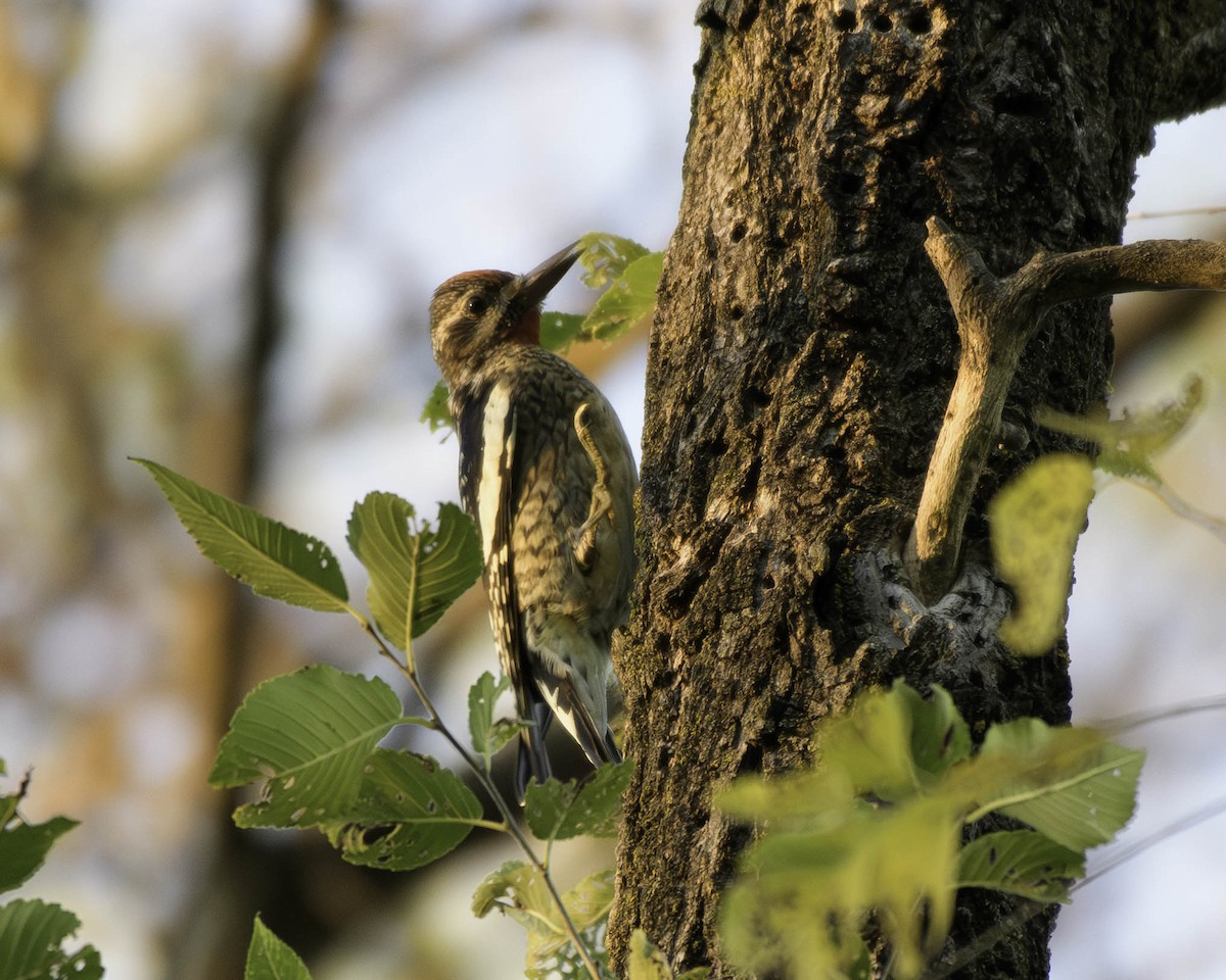Yellow-bellied Sapsucker - ML643950929
